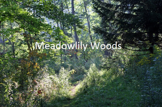 image column 2 widget_1681330744860