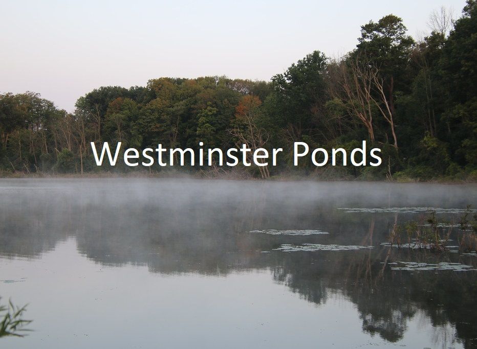 image column 1 widget_1681330744860